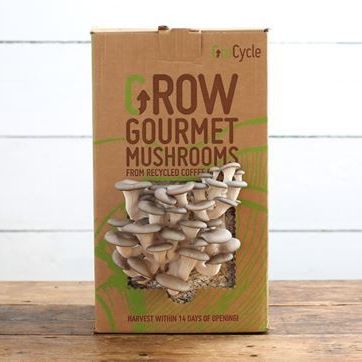 Grow Your Own Oyster Mushrooms Kit
