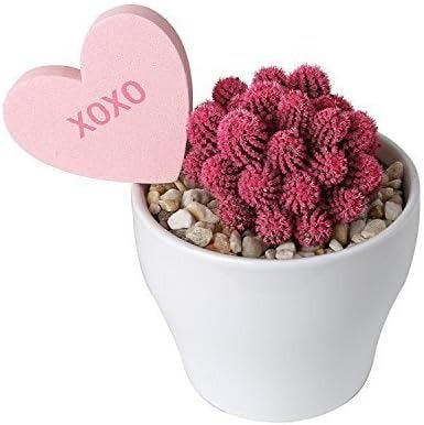 Pink Cactus