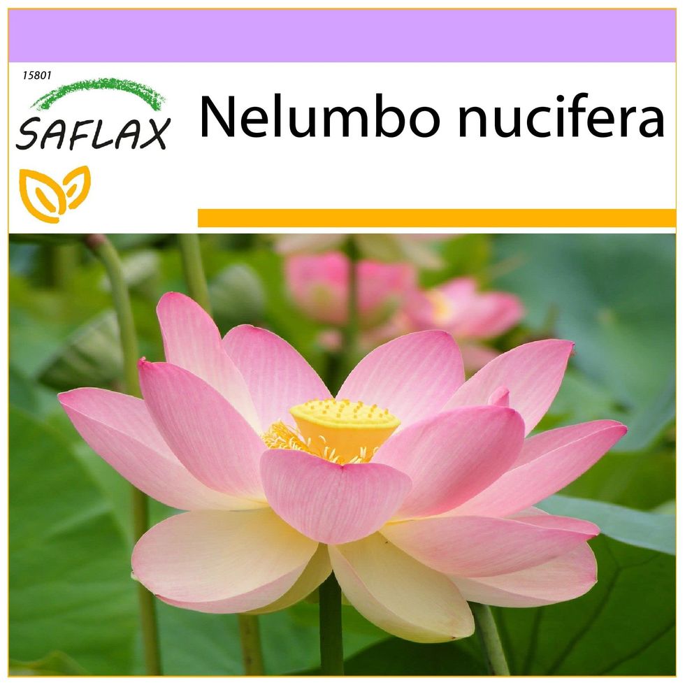 Flor de Loto 8 semillas (Nelumbo nucifera)