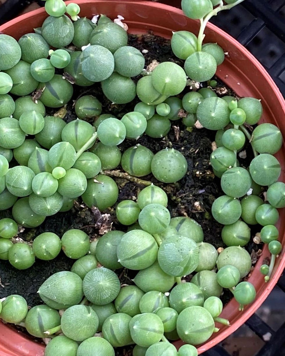 String of Pearls