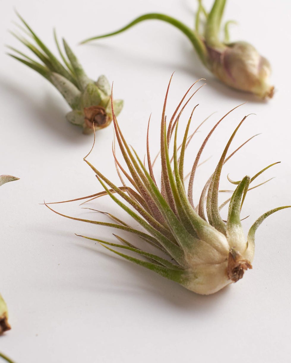 air plants