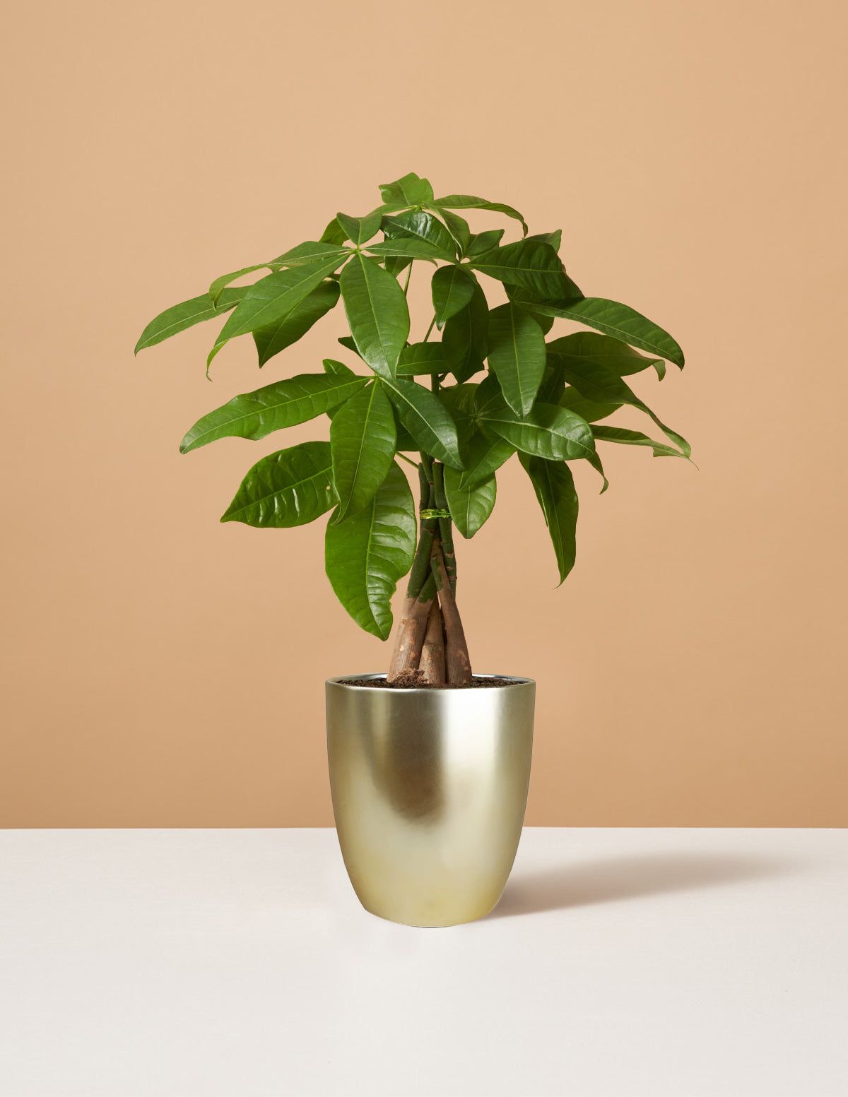 Plant trees for money discount