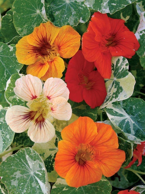 Nasturtium, Alaska Mix