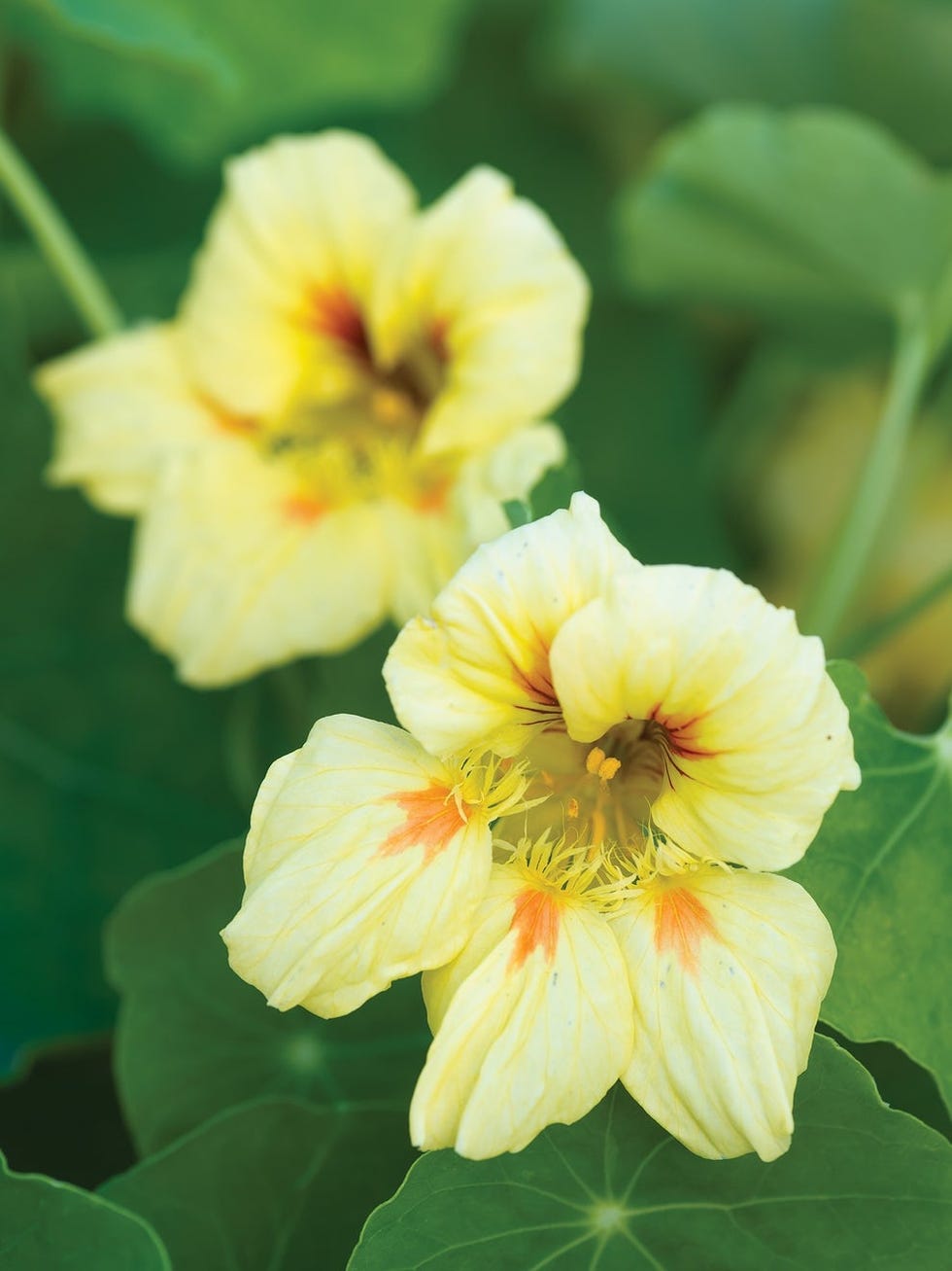 Nasturtium, Peach Melba