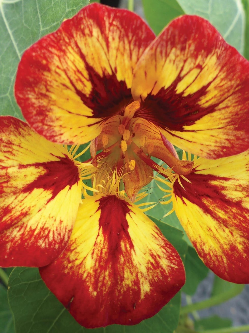 Nasturtium, Orchid Flame