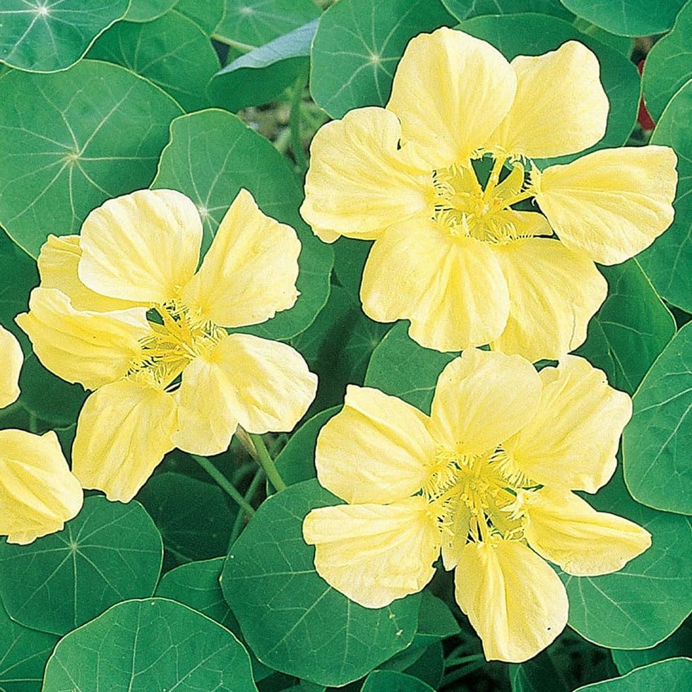 Nasturtium, Moonlight 