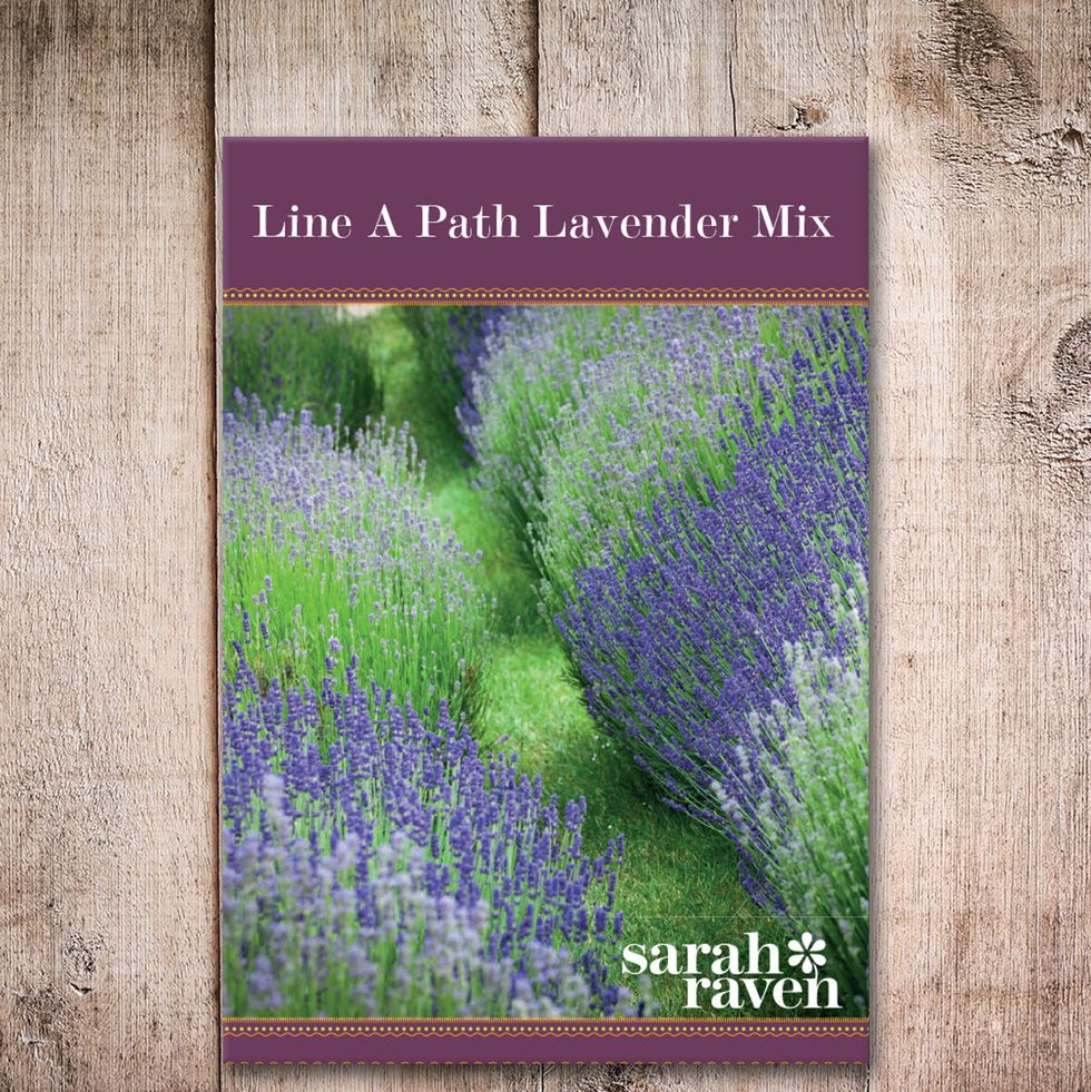 Sarah Raven Line a Path Lavender Mix