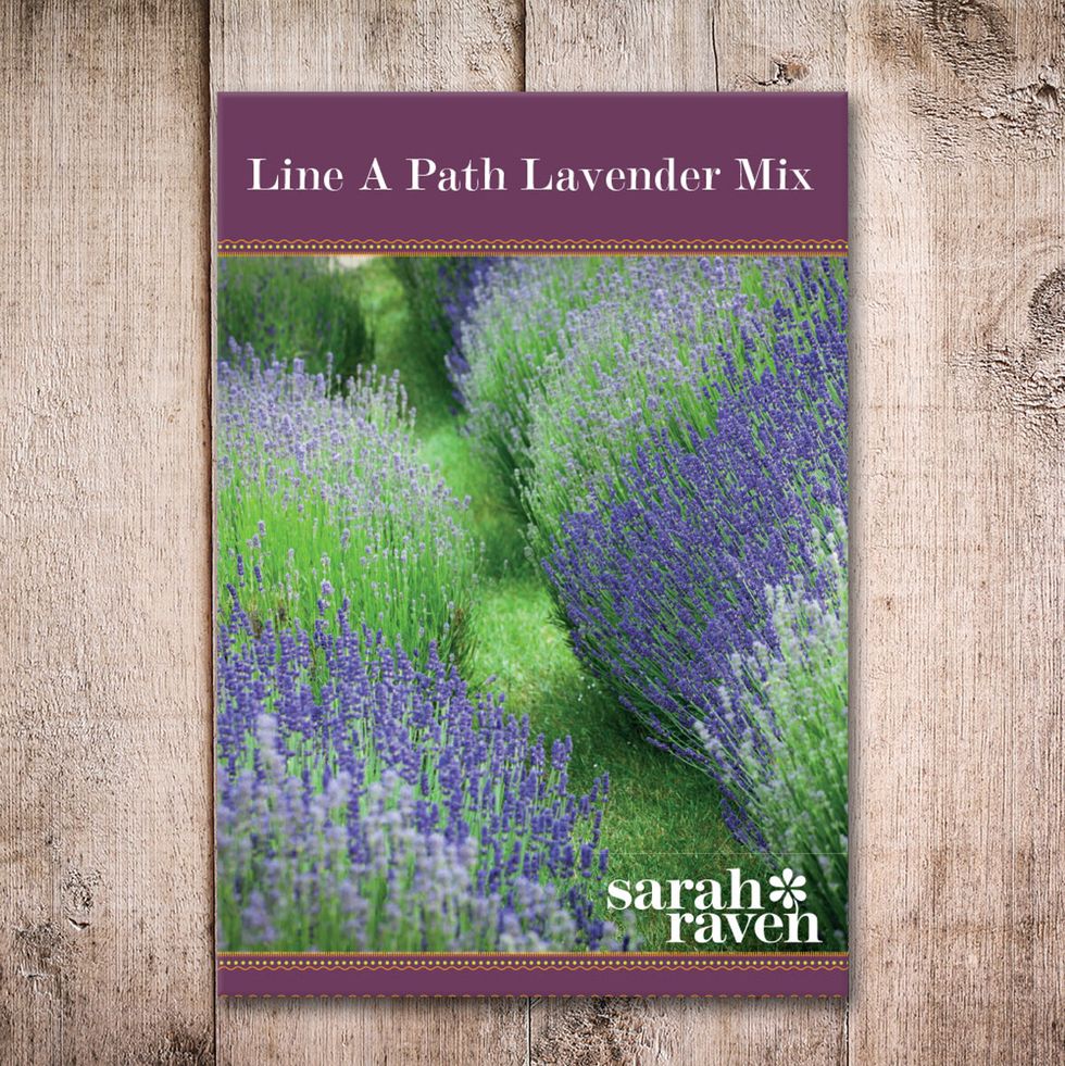 Sarah Raven Line a Path Lavender Mix
