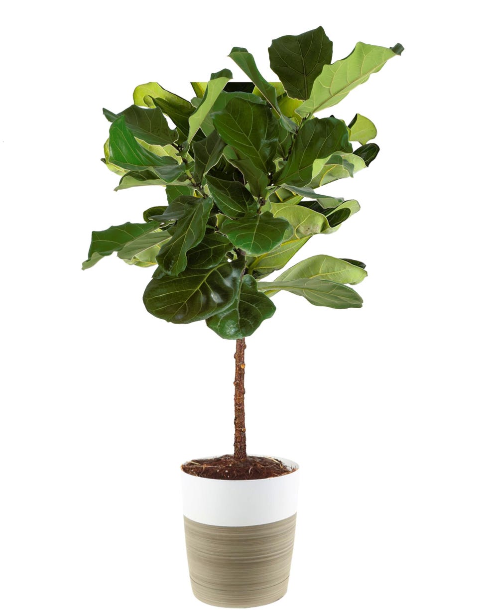 Fiddle-Leaf Fig Tree