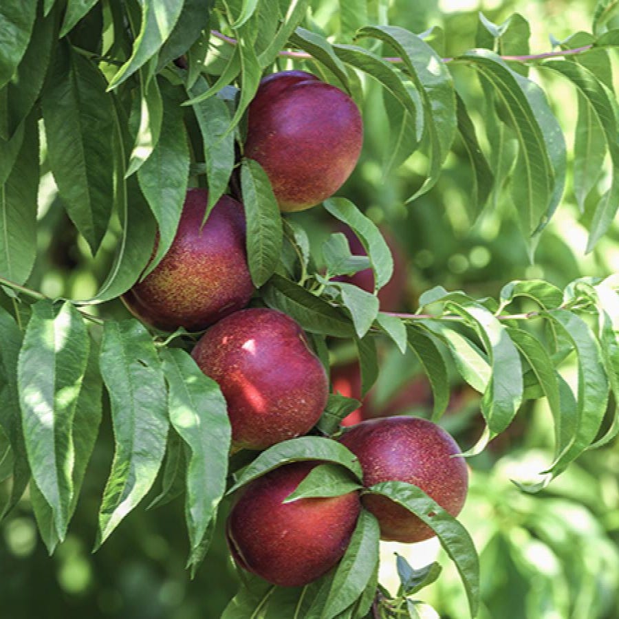 Nectarine Tree Nectarine Tree