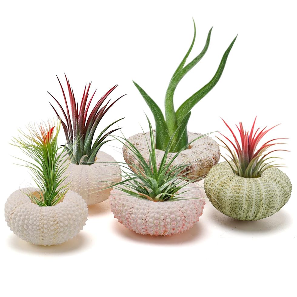 Shell Air Plant Holders