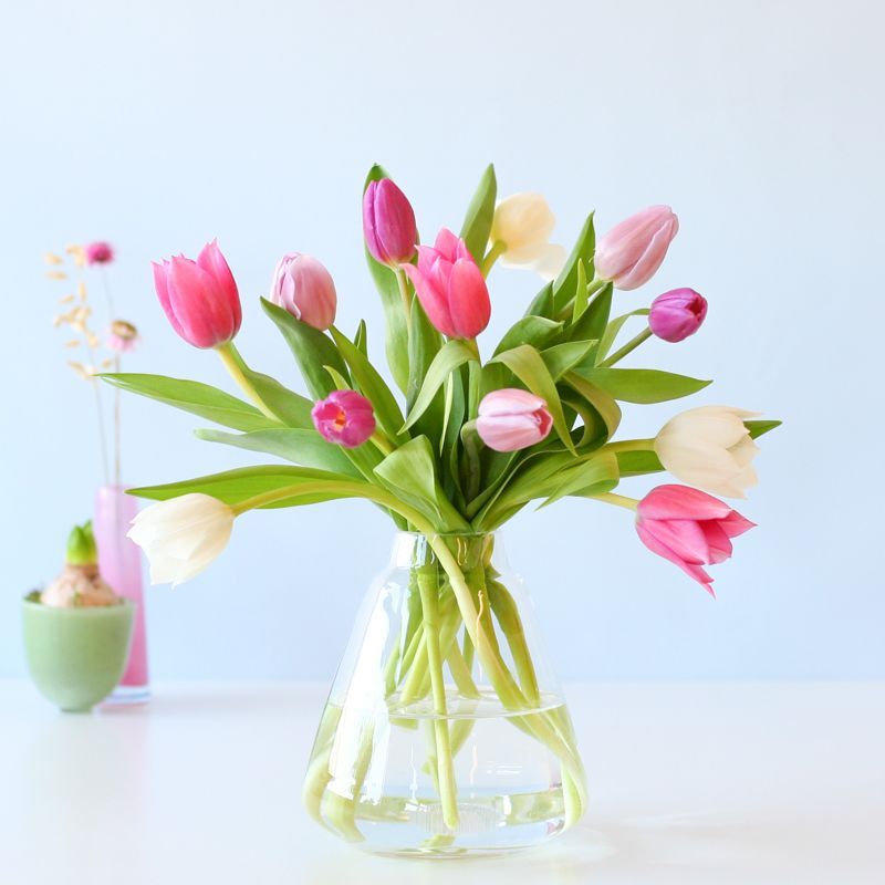 Letterbox Tulips Pastel