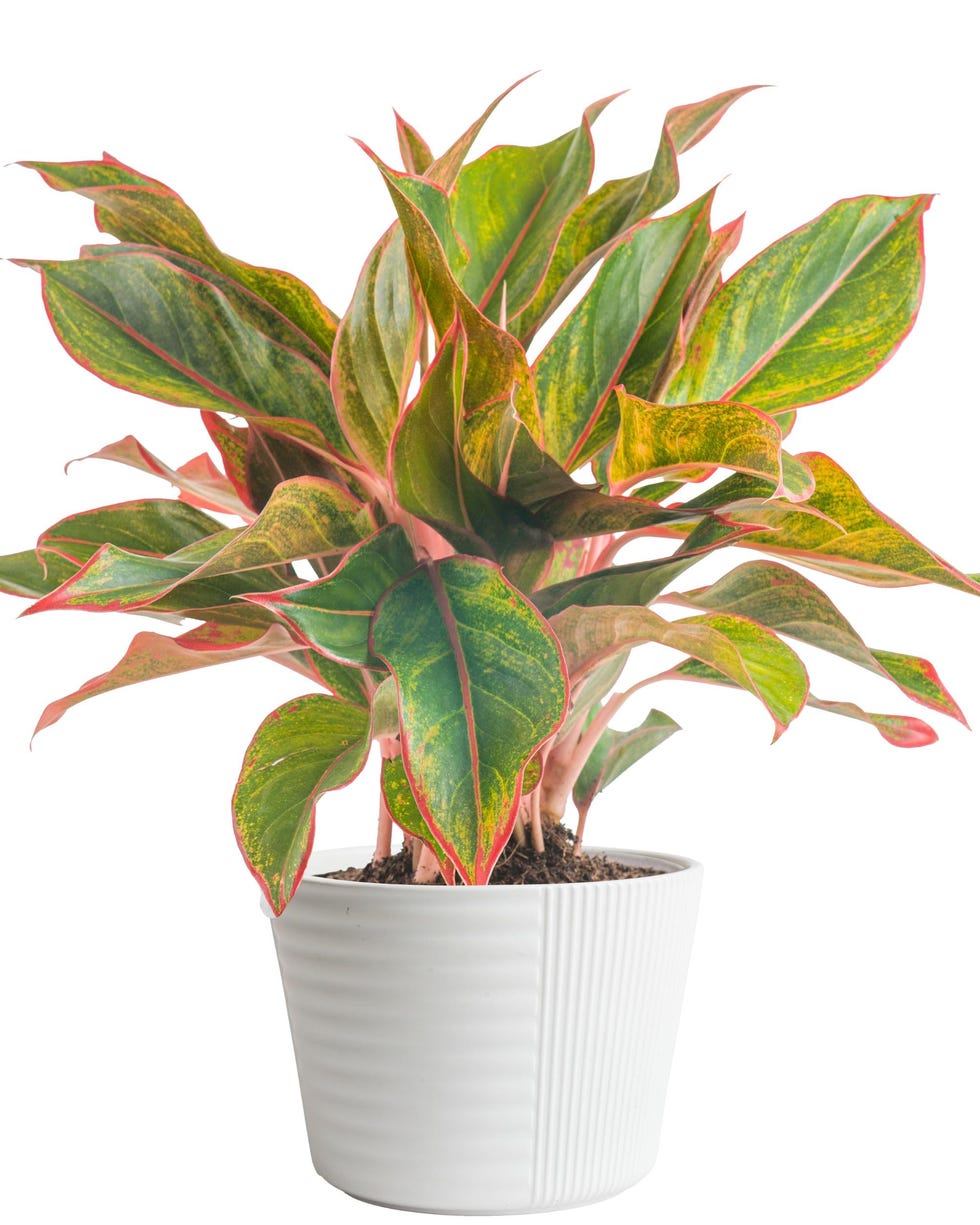 Aglaonema