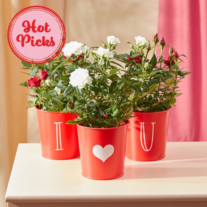 I ♥ U Pots with White and Red Rose Plants