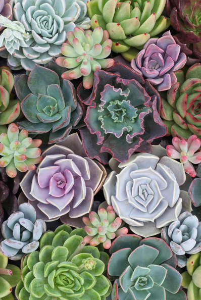 Leaf and Clay Succulent Club