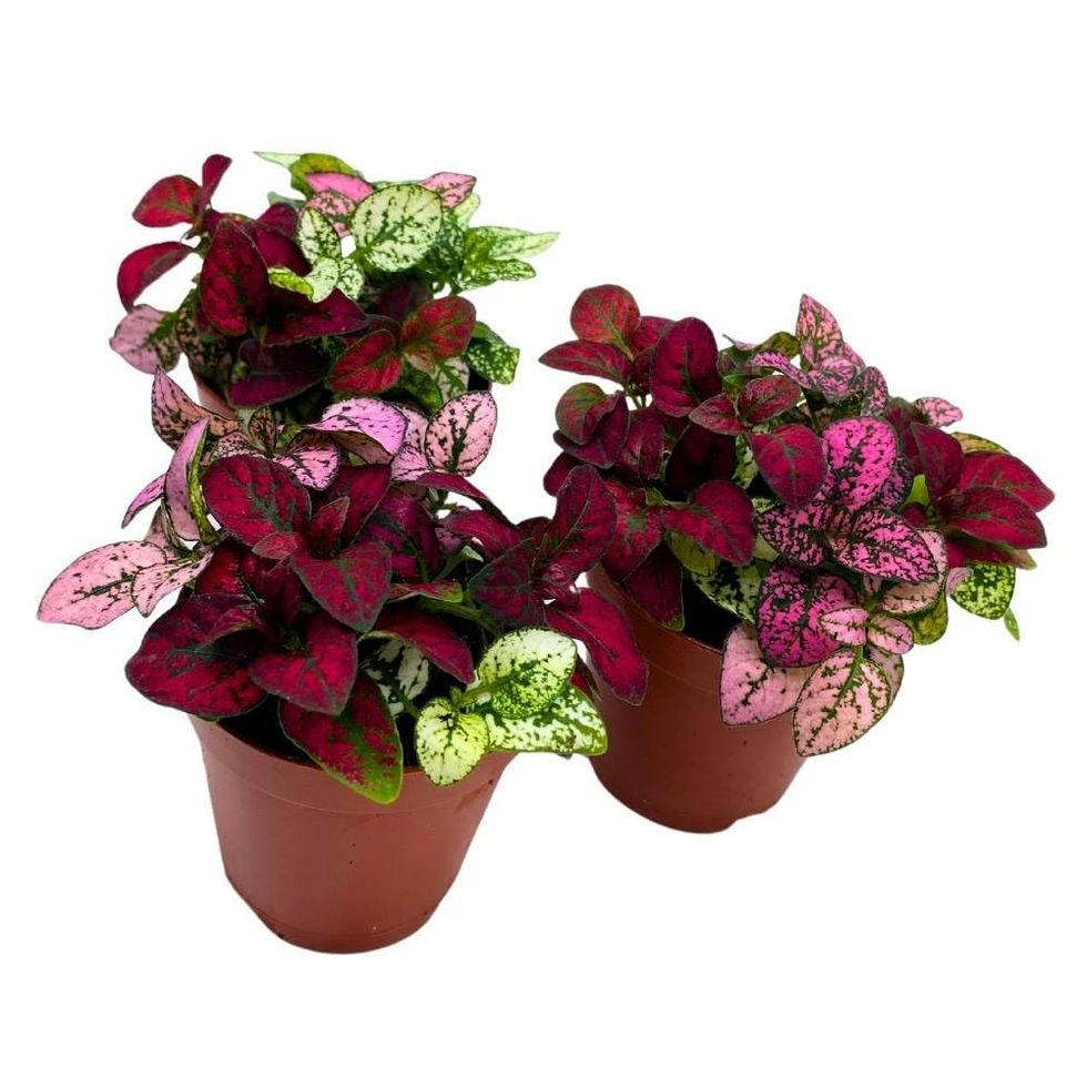 Tricolor Polka Dot Plants, 2-inch pots, set of 3 