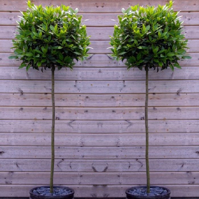 A Pair of Large Standard Bay Trees
