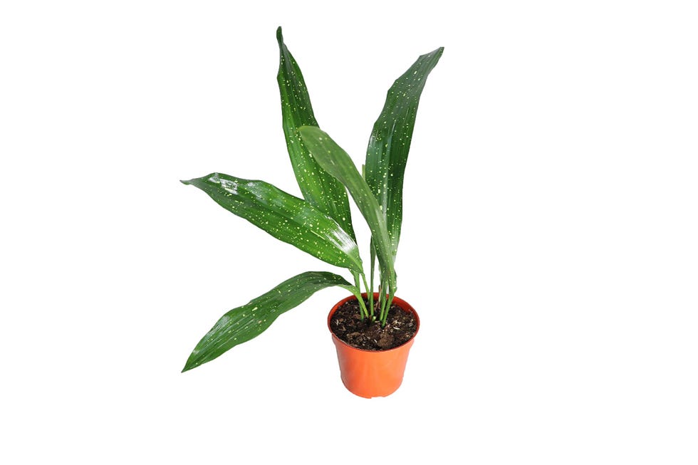 'Milky Way' Cast Iron Plant, 4-inch pot