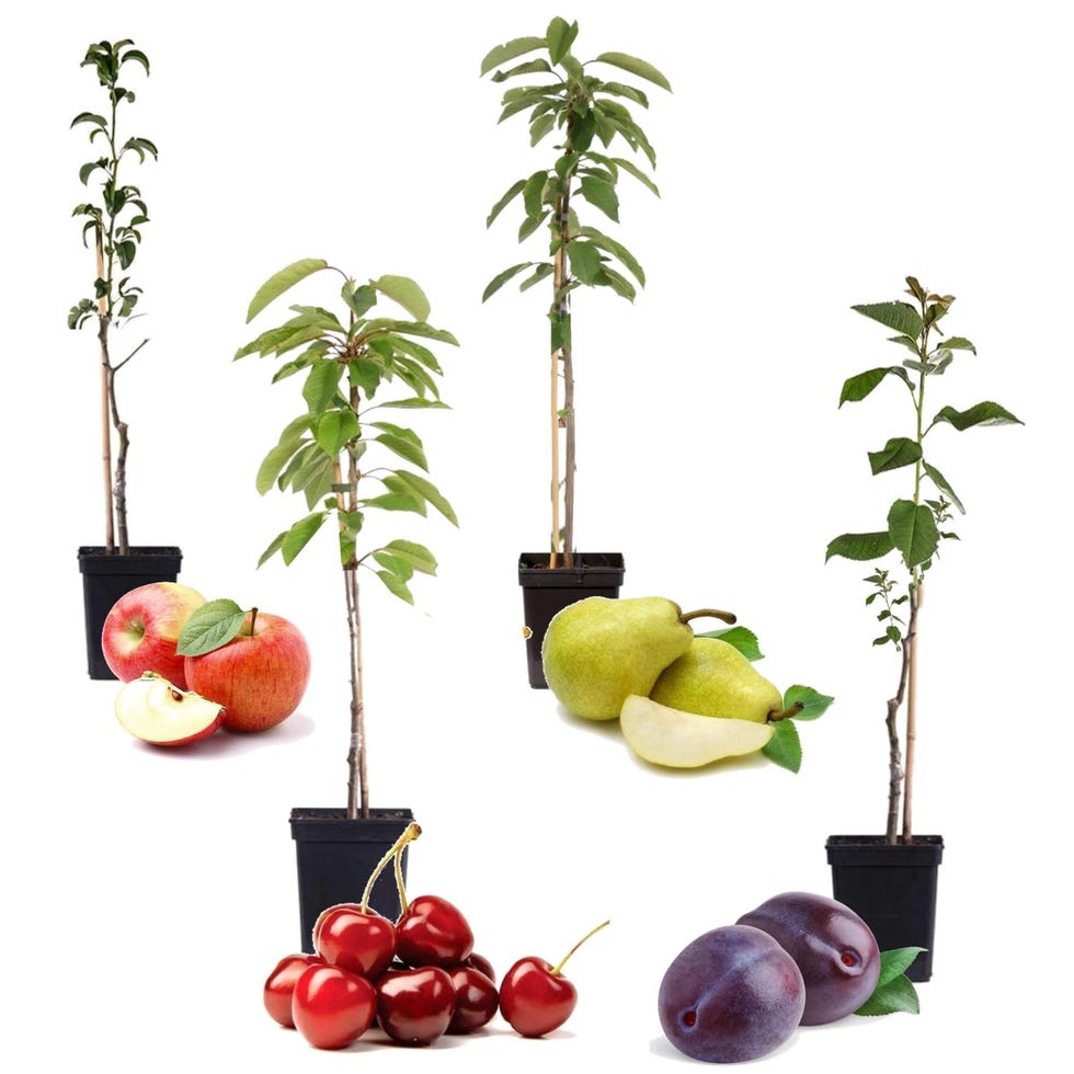 4 árboles frutales columnares