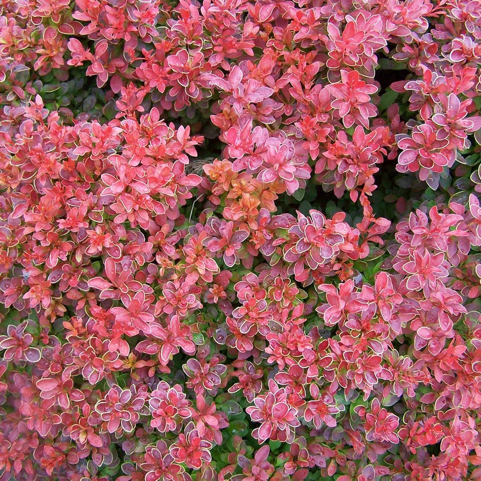 Arbusto Berberis Thunbergii 