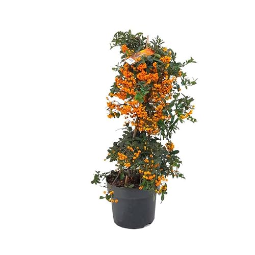 Pyracantha 