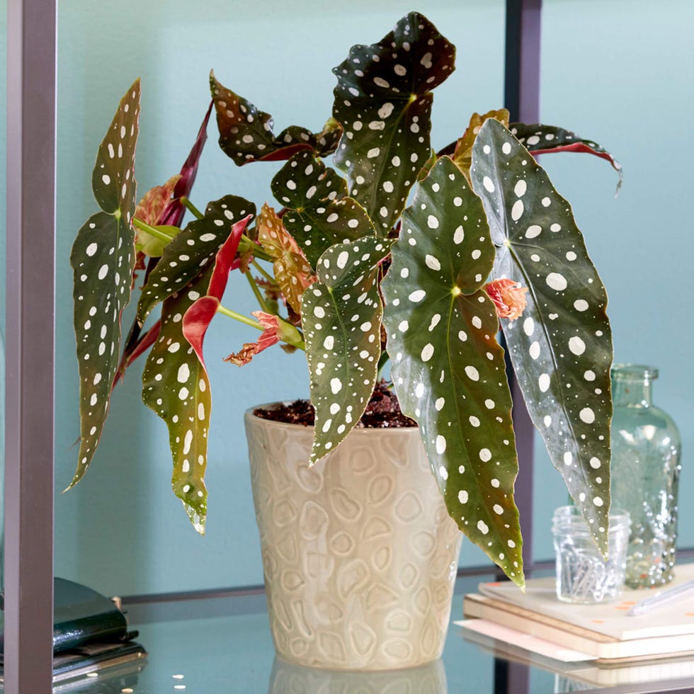 Begonia Maculata