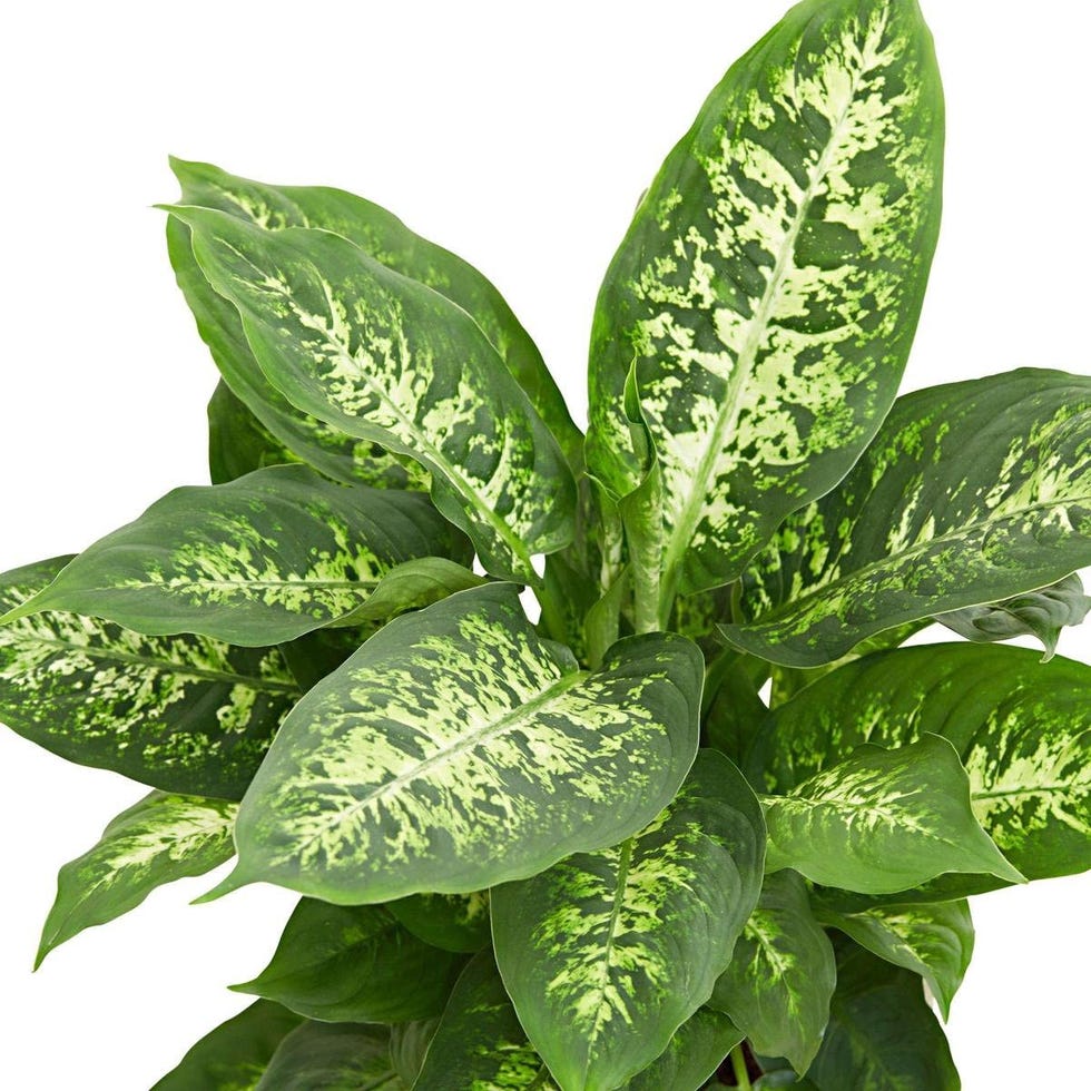 Planta verde de interior Dieffenbachia