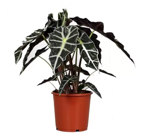 Alocasia Zebrina