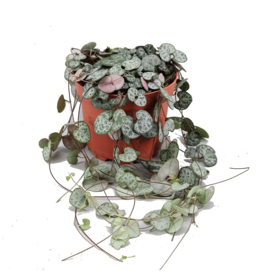 Ceropegia Woodii 
