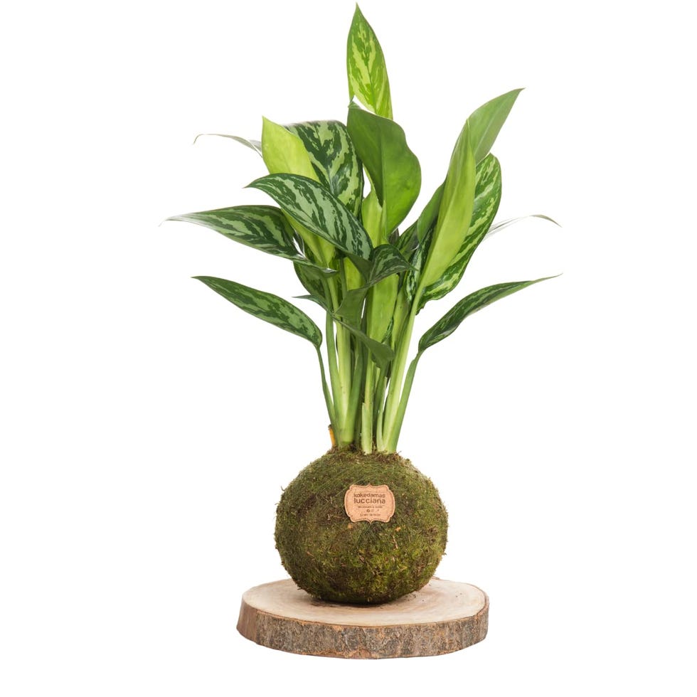 Kokedama de aglaonema