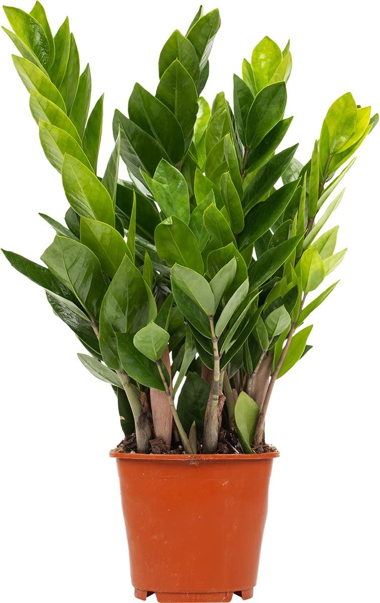 Zamioculcas o planta ZZ