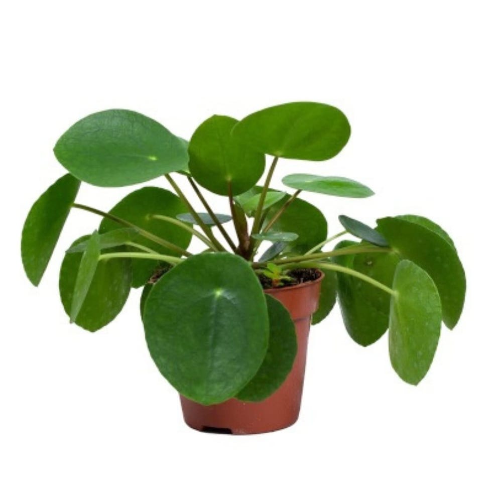 Planta china del dinero