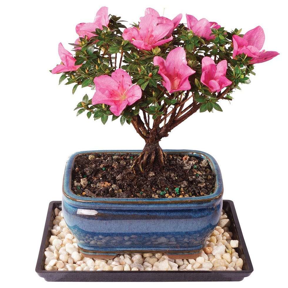 Live Azalea Kazan Bonsai Tree 