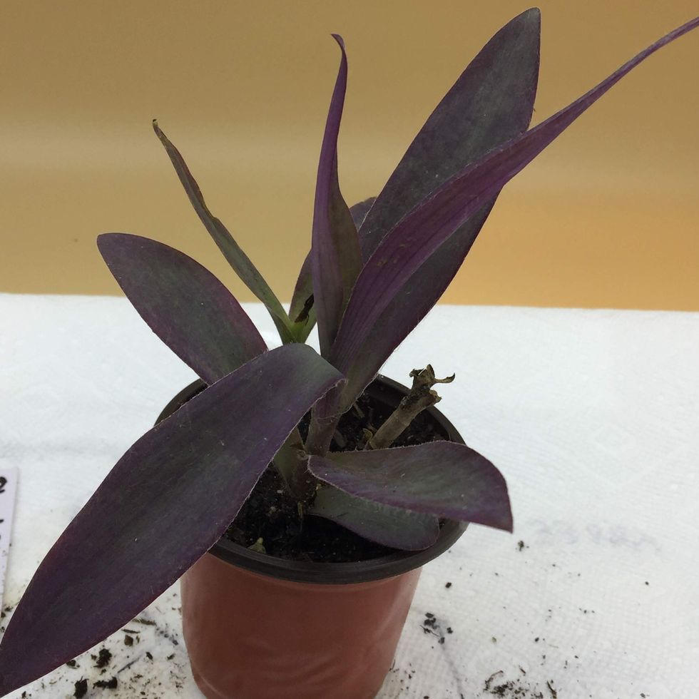 Purple Heart Plant, 4-inch pot