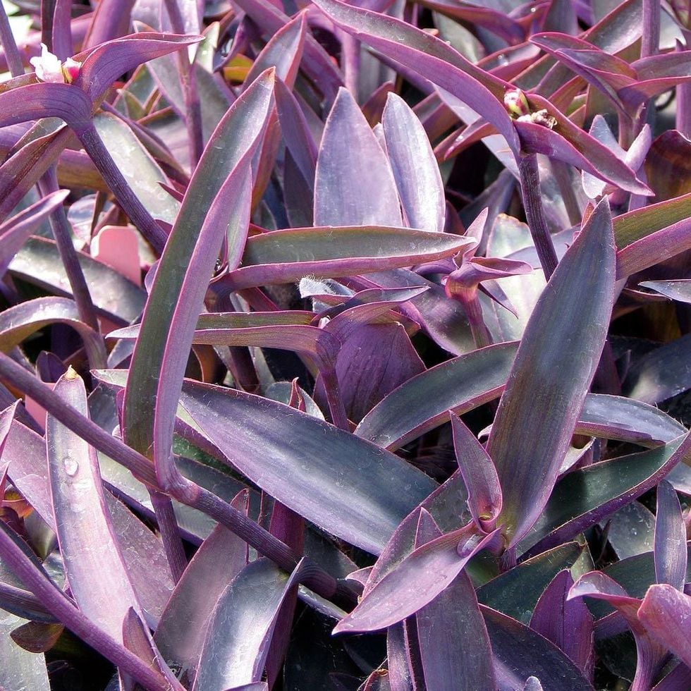 Purple Heart plant, 4-inch pot