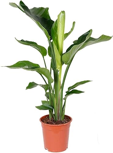 Strelitzia: cuidados, consejos y cómo decorar con esta planta