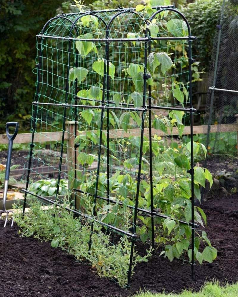 Growing sweet peas: a gardening expert's top advice