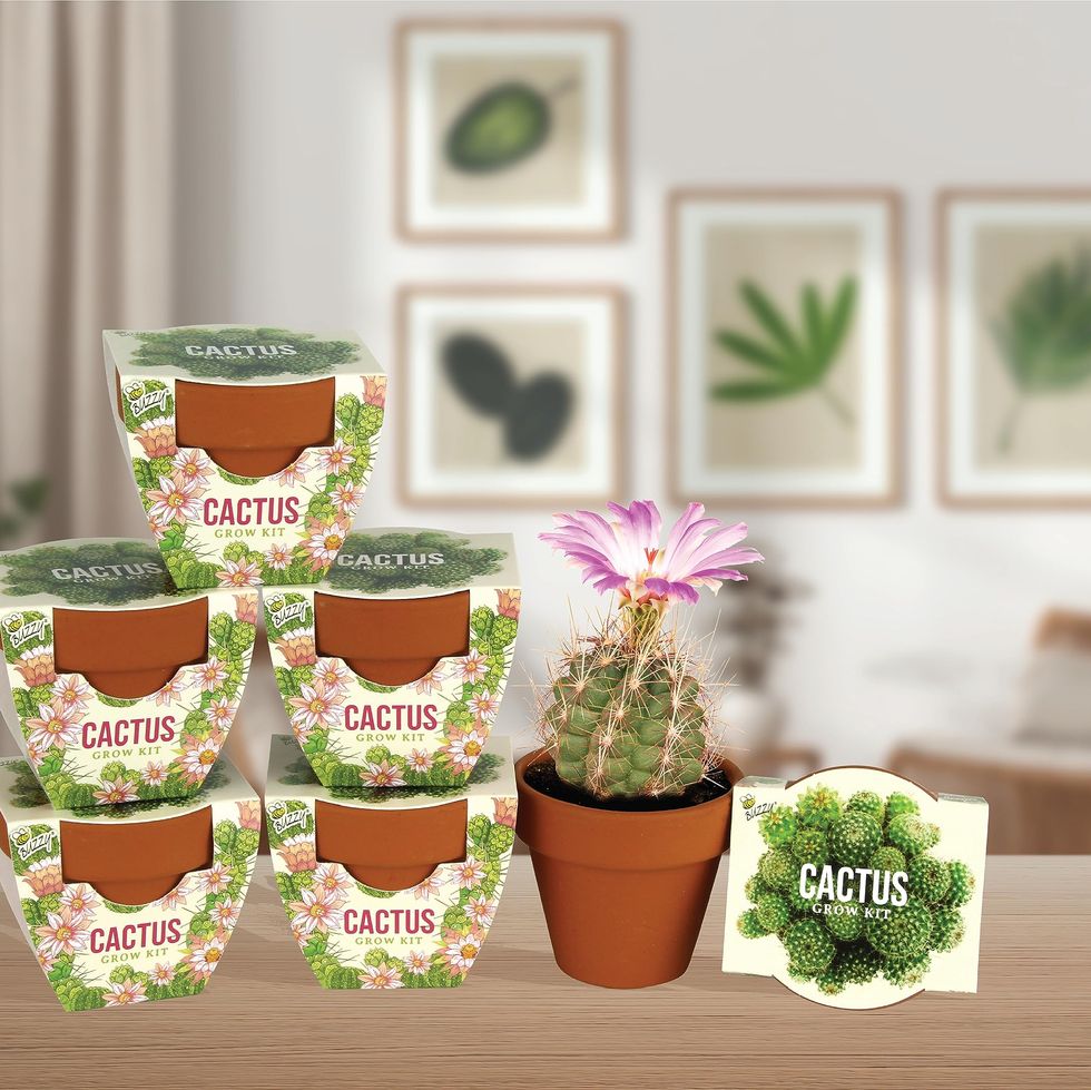 Assorted Terracotta Mini Grow Pots (6 pack)