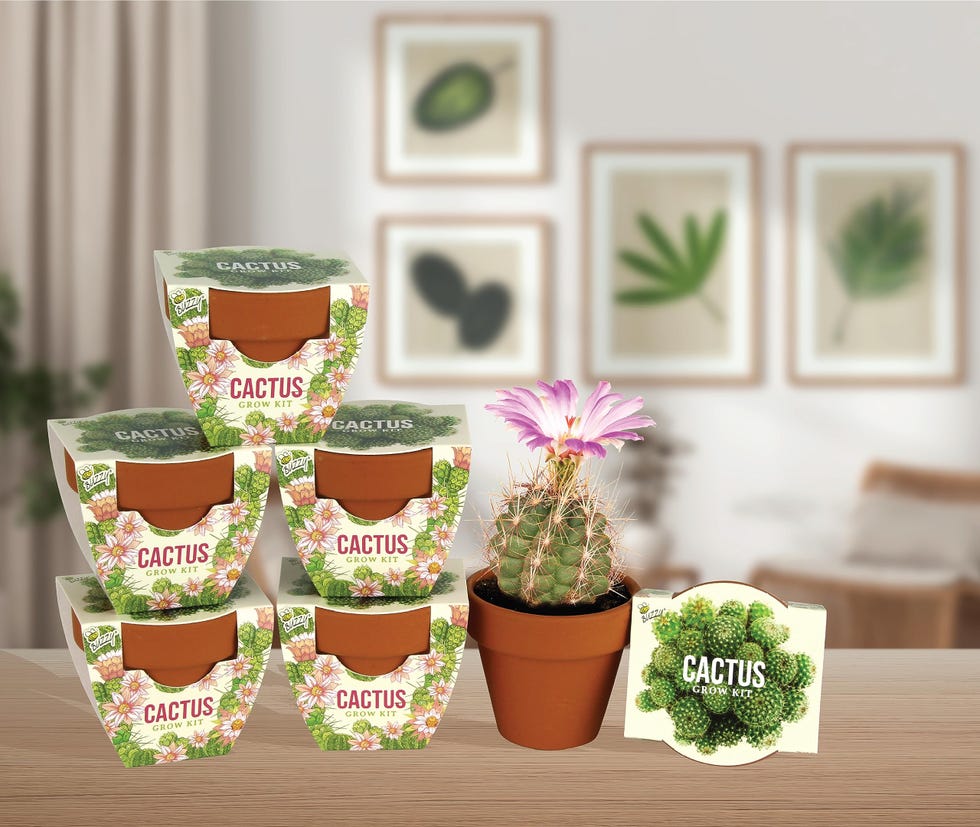 Assorted Terracotta Mini Grow Pots (6 pack)