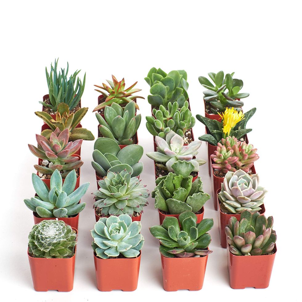 Succulents (pack of 20)