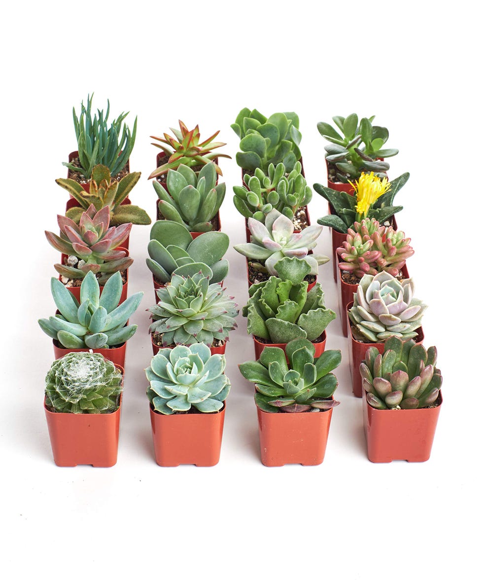 Succulents (pack of 20)