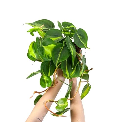 Philodendron Brasil o Filodendro