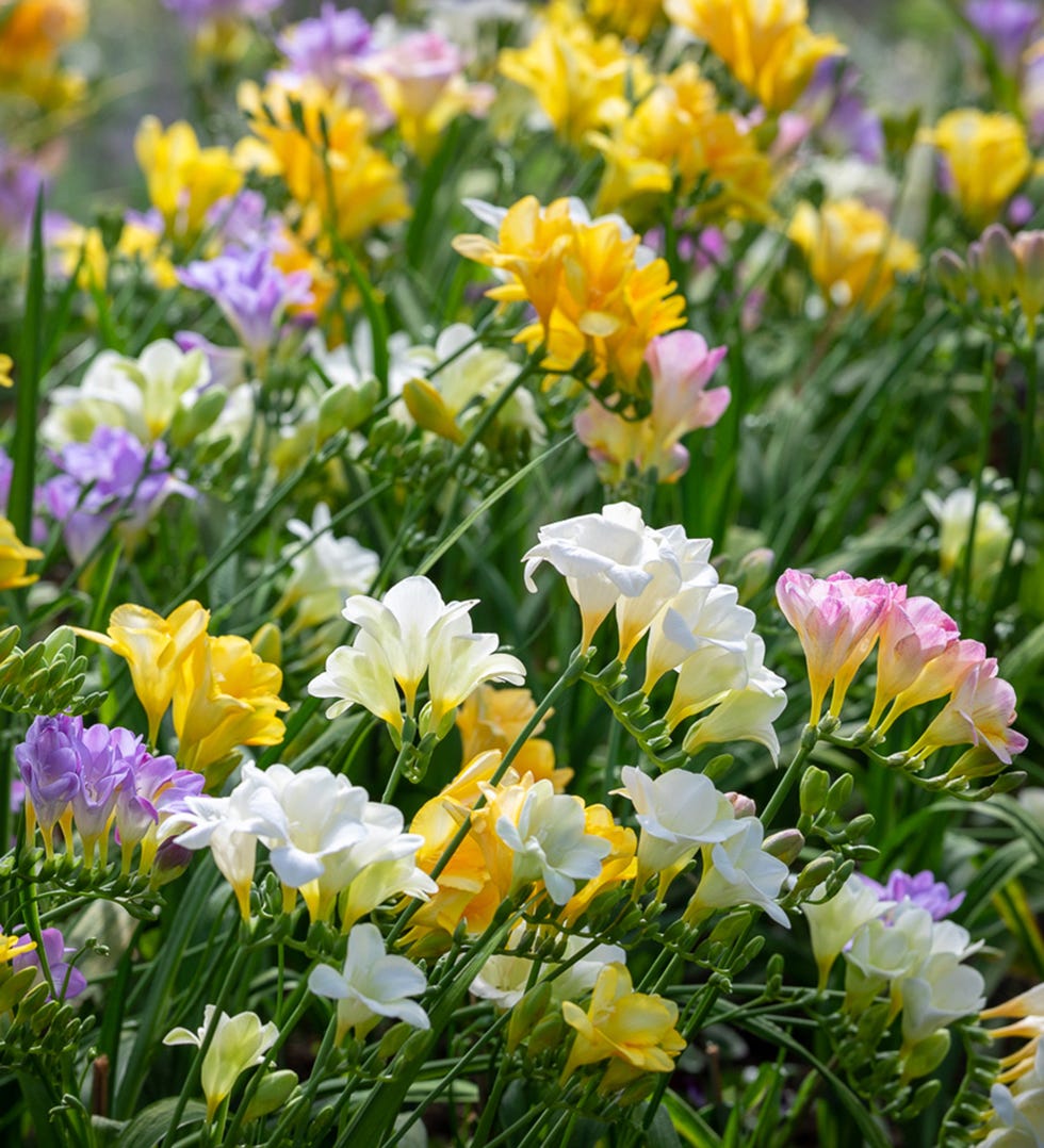 Pastellfreesia mixture