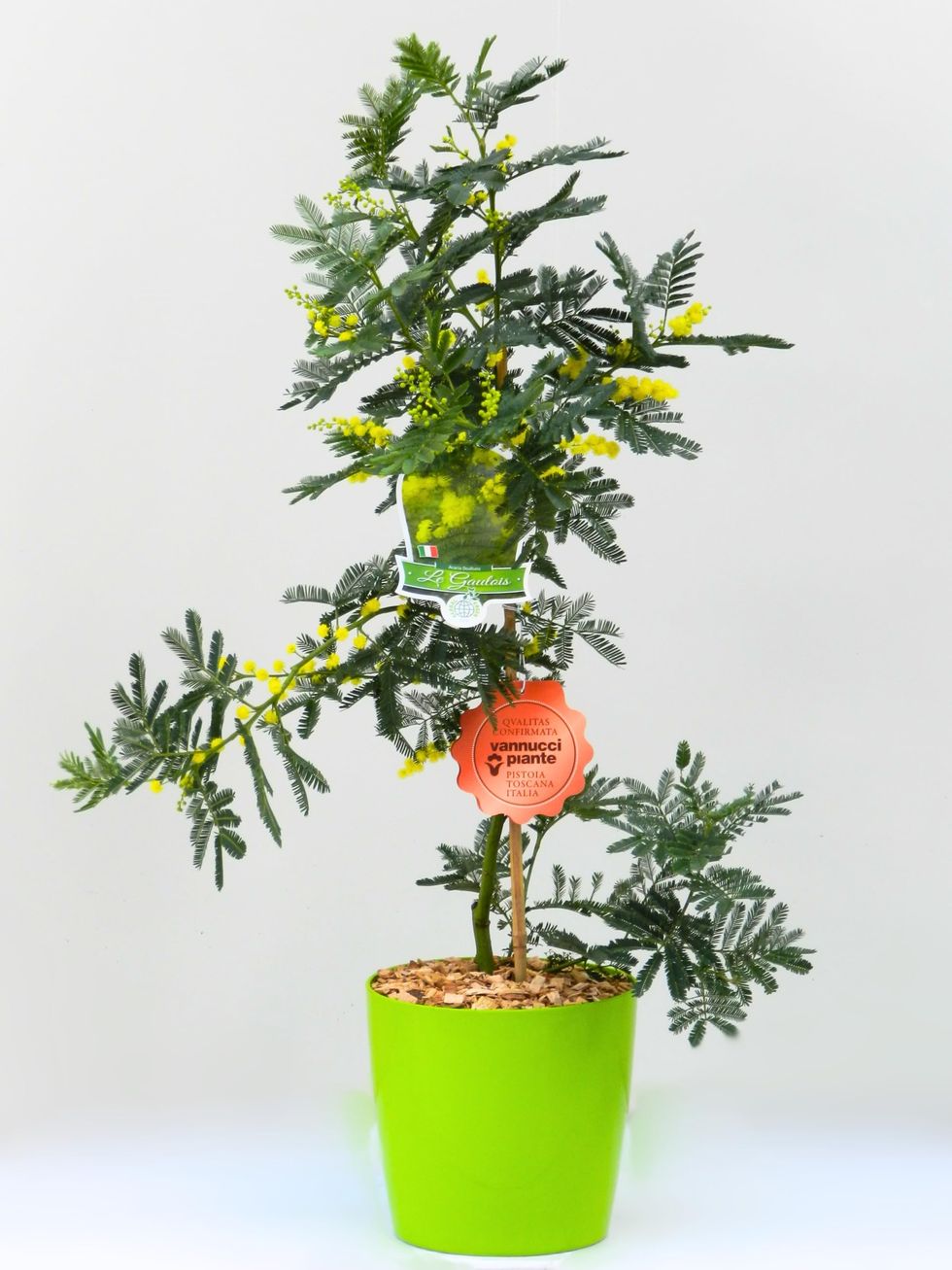 Vannucci Piante - Mimosa (Acacia dealbata)
