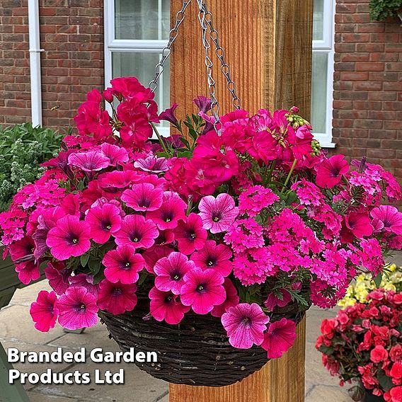 Pre planted store hanging baskets