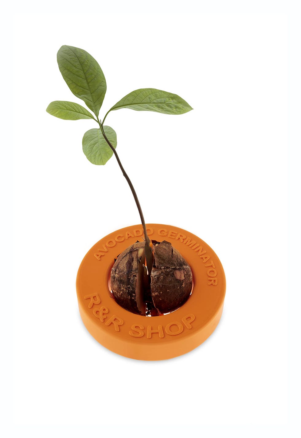 Maceta flotante para germinación de aguacate