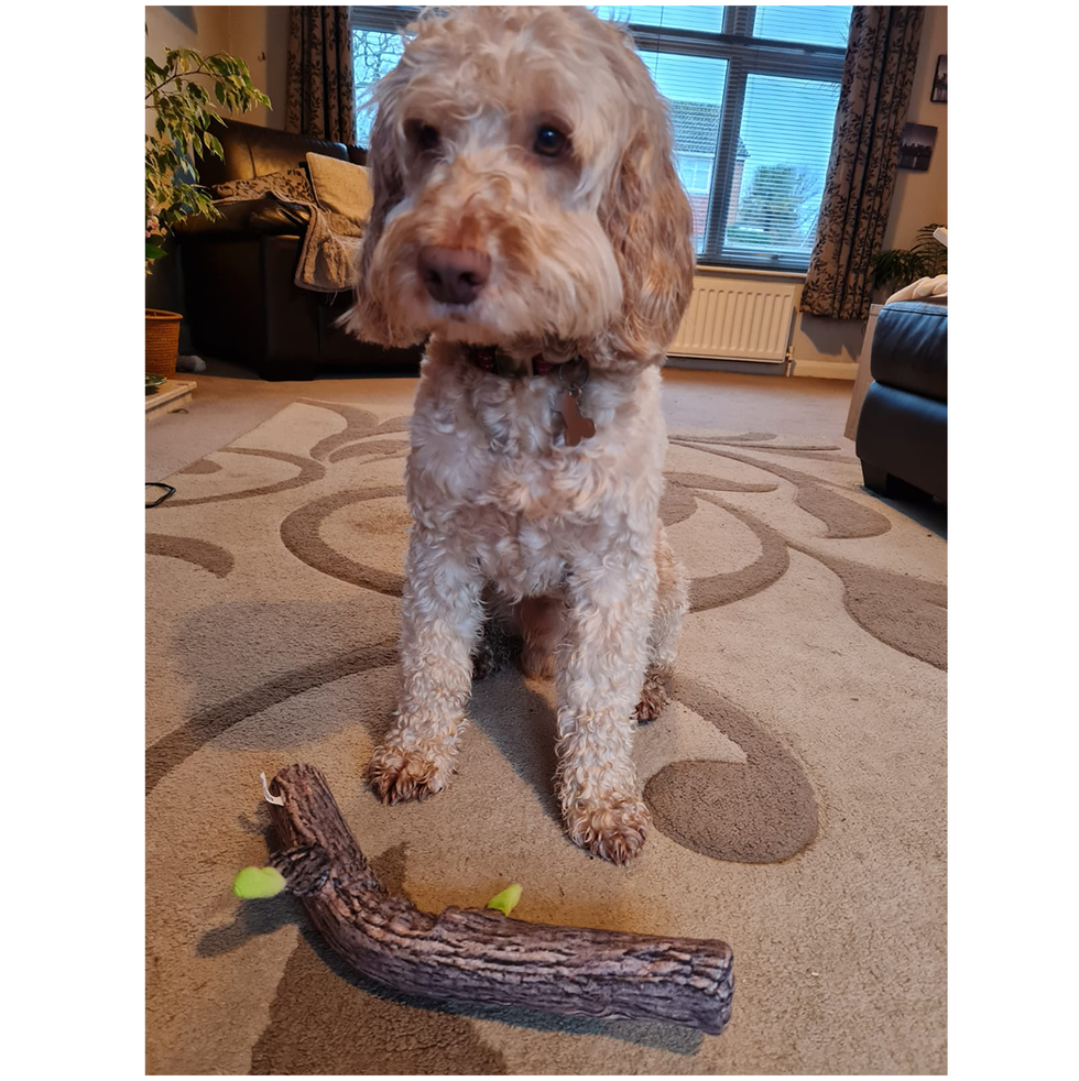 Pets at Home Crunchy Branch Squeaky Dog Toy