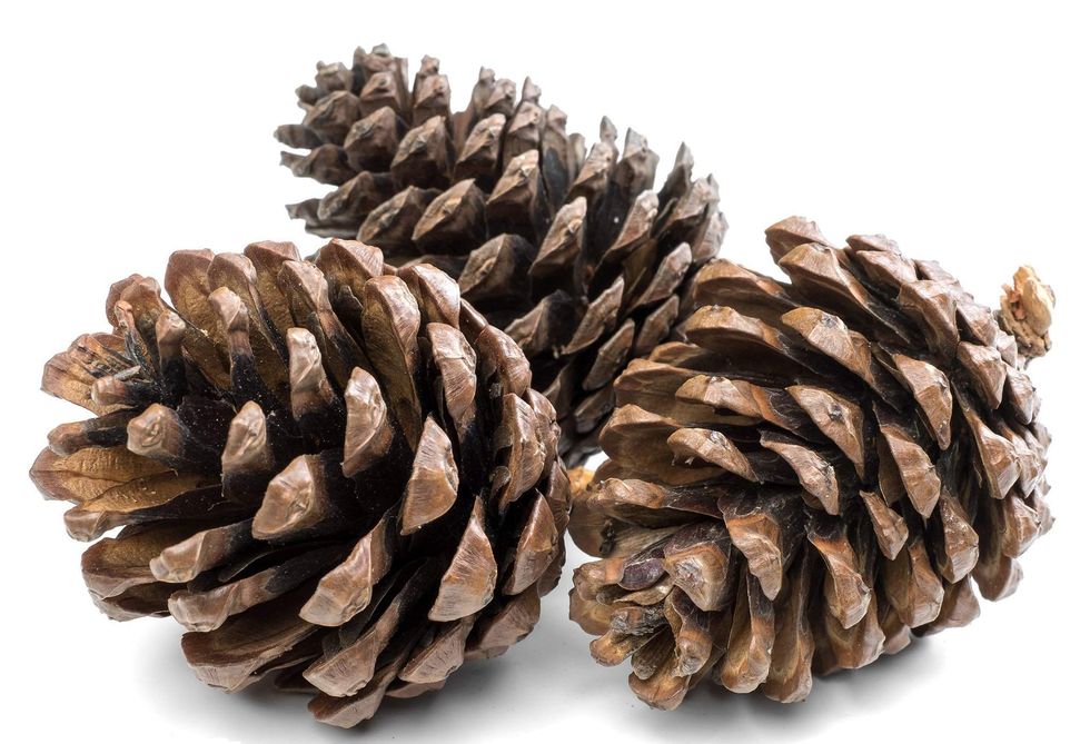 1kg Natural Pine Cones 