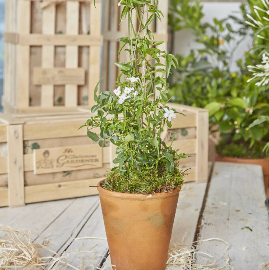 The Indoor Jasmine Crate