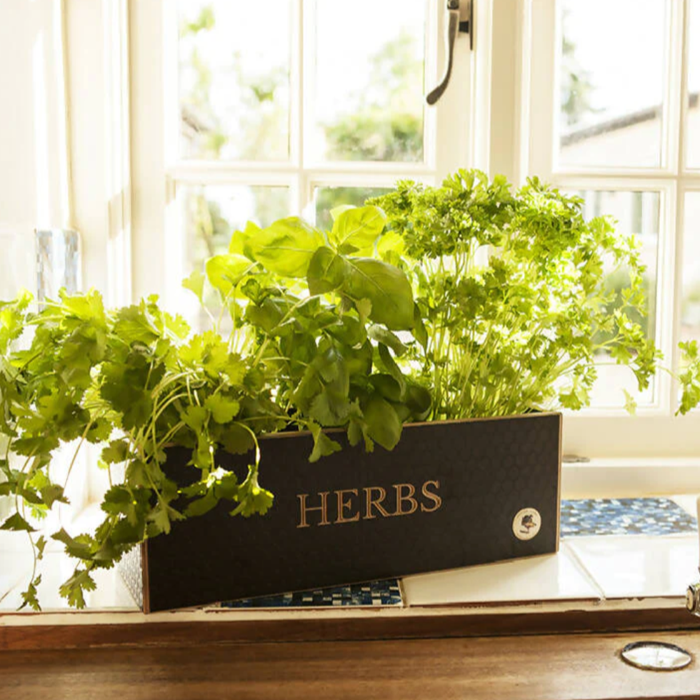 wooden herb planter kit